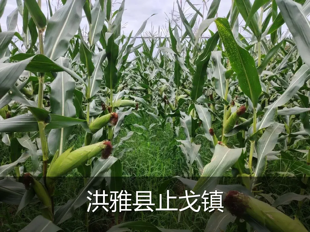洪雅县止戈镇